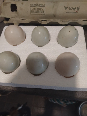Pure Indian runner hatching eggs x6