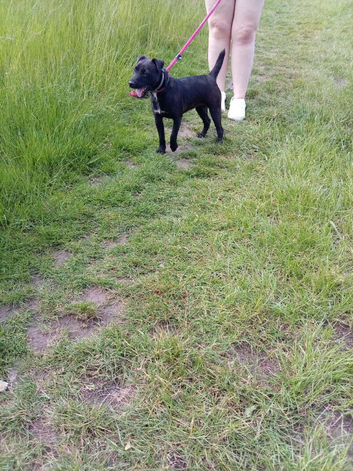 Patterdale terrier
