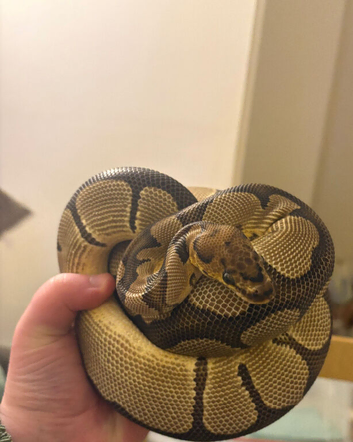 Olive - Female Clown Ball Python
