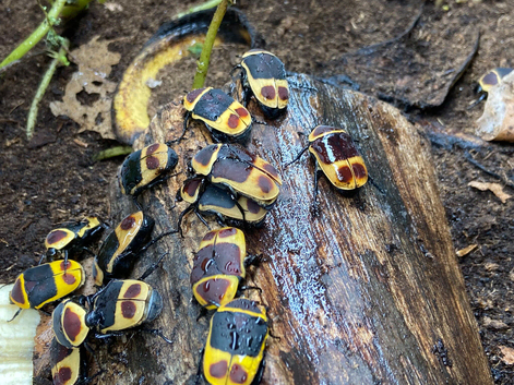 SUN BEETLES native of Western Africa.
