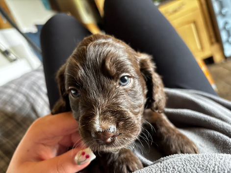 Cockerpoo puppies F1 stunning mixed litter