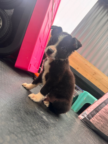 2 Collie pups
