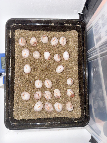 Bearded dragon hatchlings