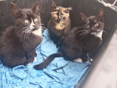 3 x 8 week old kittens