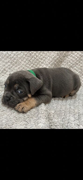 Old Tyme English Bulldogge puppies