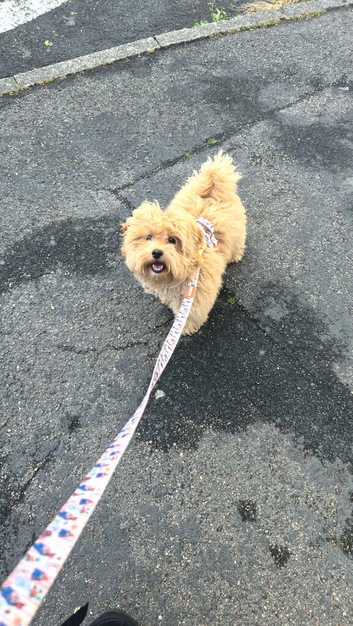 Beautiful Male Maltipoo Puppy