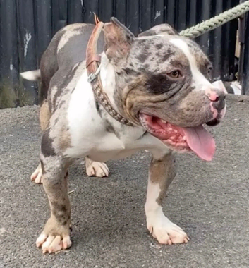 Merle Pocket Bully male 3 years old