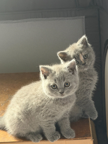 British Shorthair Kittens for Sale