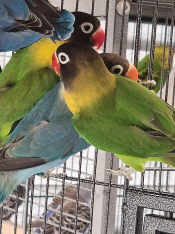 Lovebirds for sale.