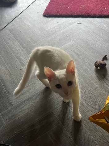 Simease cat