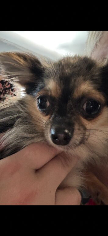 Beautiful Female Chihuahua