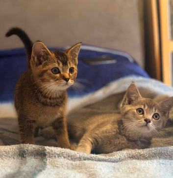 Beautiful BSH kittens