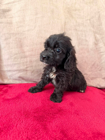 Cocker spaniel x jack Russel