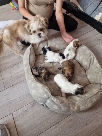4 shihpoo puppies left