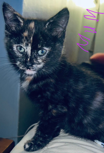 Kittens mixed breed