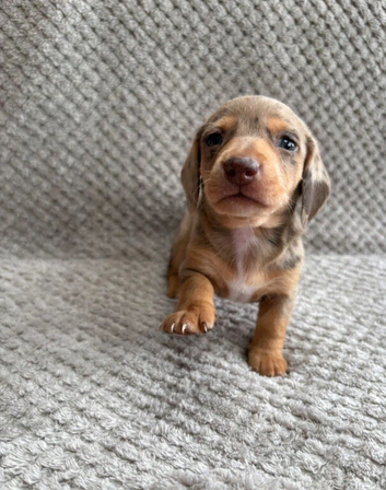 Beautiful miniature dachshund pups READY IN 2 WEEKS