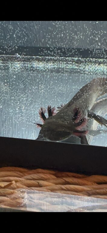 Axolotl to rehome