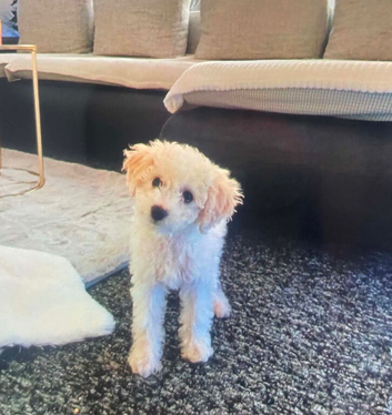 Teddy toy poodle