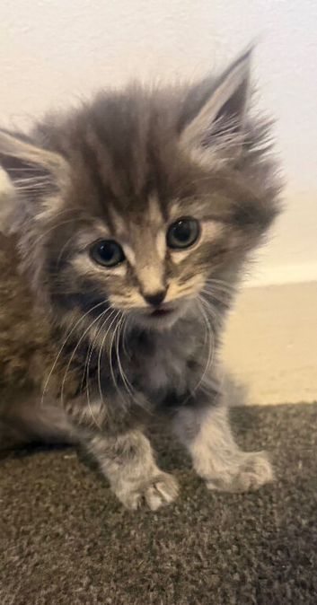 2 beautiful fluffy kittens