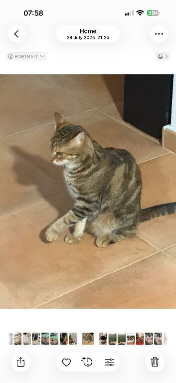 Missing Bengal cross