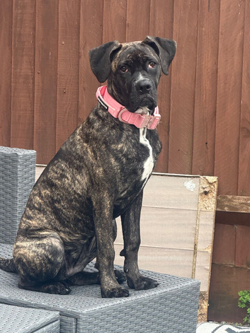 Cane corso pup
