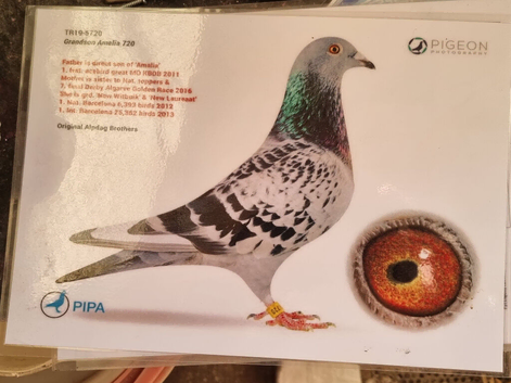 Pigeon