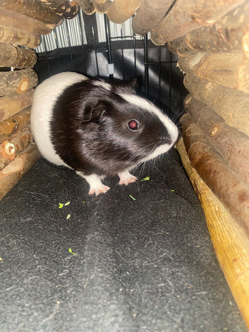 Male guinie pig