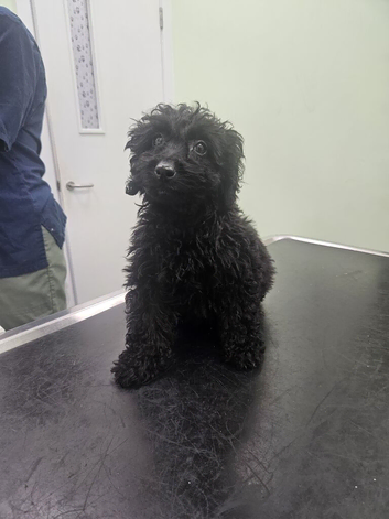 Cockapoo bitch 4 months