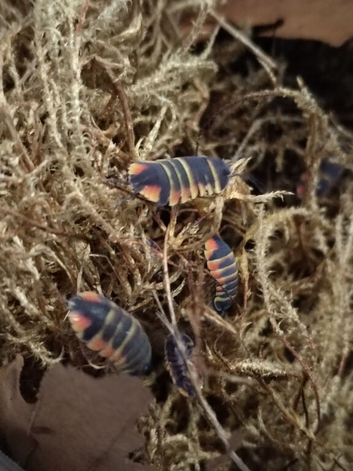 Ardentiella Ember Bee Isopod