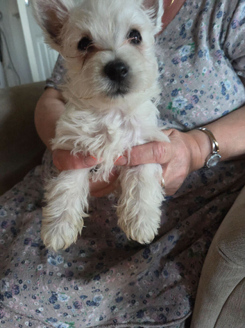 West Highland Terrier Female Pup For sale
