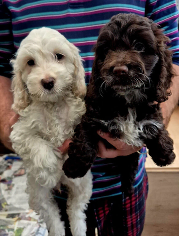 Beautiful cockapoos