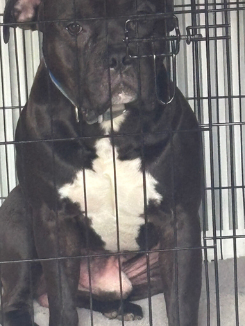 Kc reg American bull