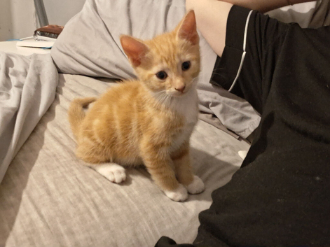 Boy kitten