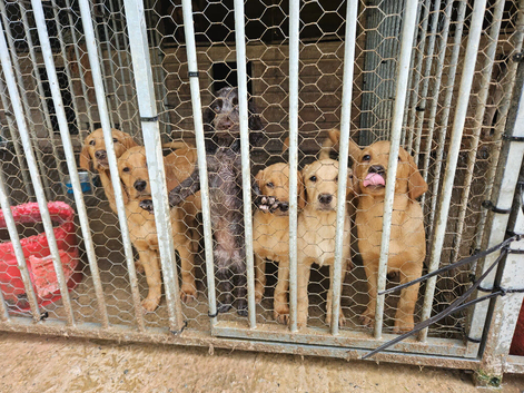 Working red and yellow Labrador puppies