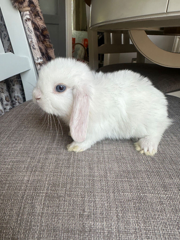 1 Lovely handsome baby mini lop buck.