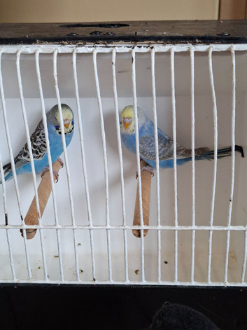Pair of budgies