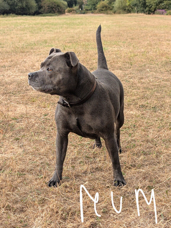 Blue Staffordshire Bull terrier puppies