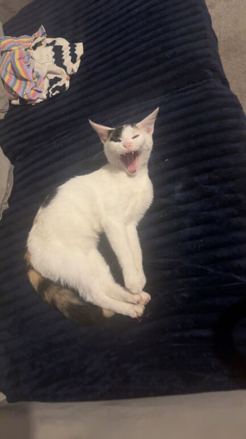 Kittens due on the 3rd of August