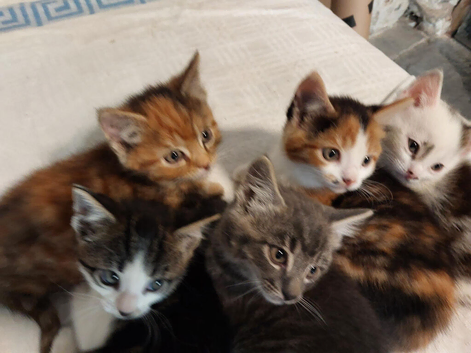5 colourful kittens ready now!