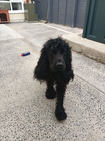 Cocker spaniel