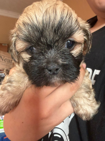 Shihpoo puppies Only Chewie left