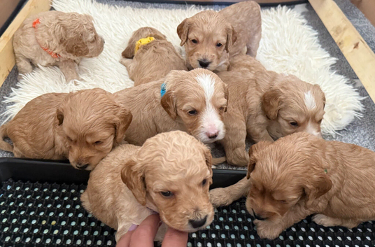 Exceptional F2  Cockapoo Puppies
