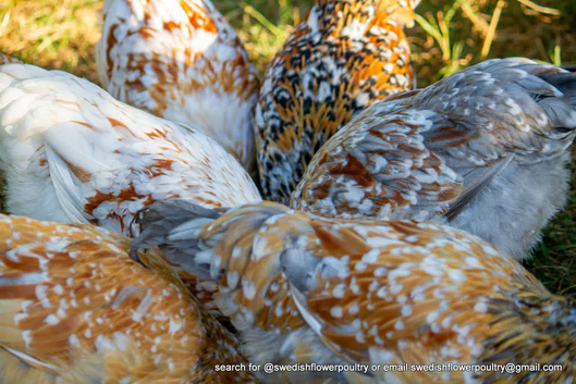 SWEDISH FLOWER HEN - VARIOUS PULLETS - RARE LANDRACE BREED