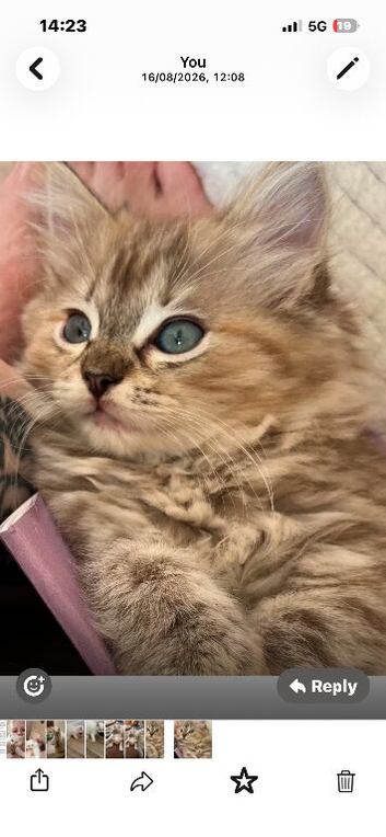 Tica reg cherubim ragdoll female. Ready now