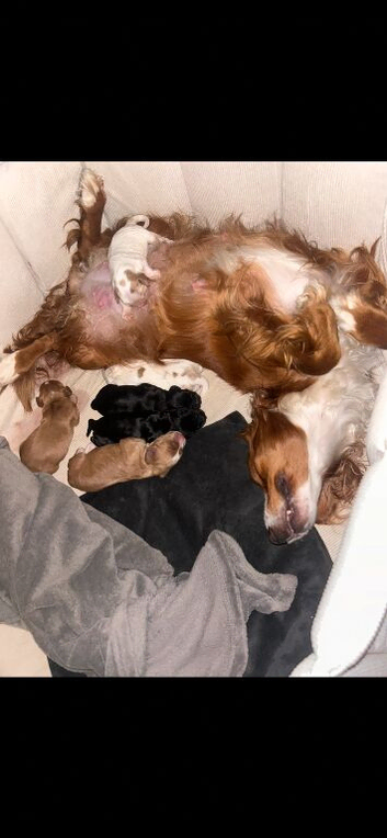 Beautiful cocker spaniel puppies