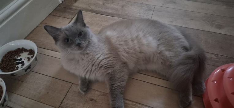 Female Ragdoll