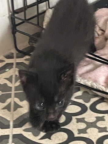1 kitten left to leave