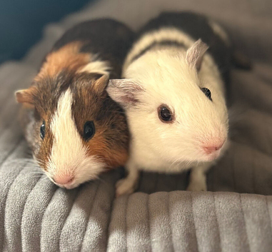 Still available 2 male guinea pigs