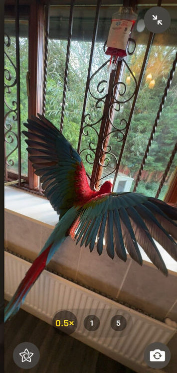 greenwing macaw baby&rsquo;s READY