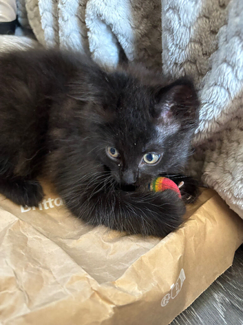 Rag doll / mancoon kittens